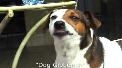 dog